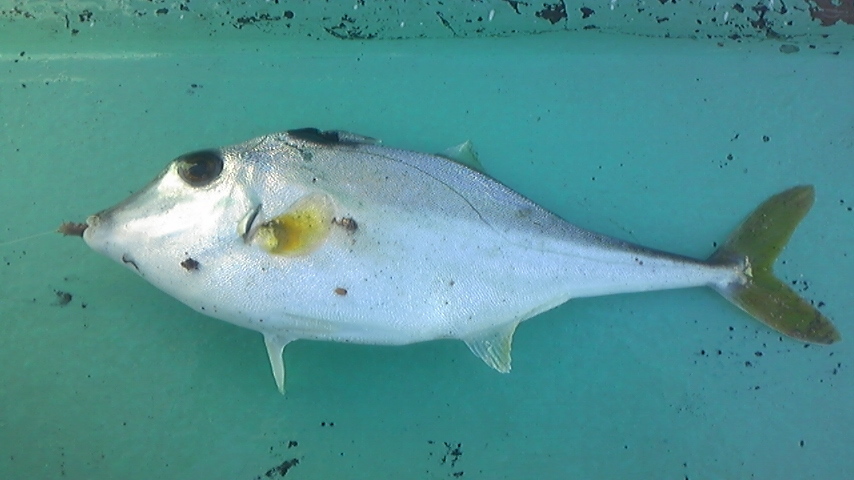 カワハギ釣り２０１１南房総岩井海岸ボート釣り 趣味はベランダから